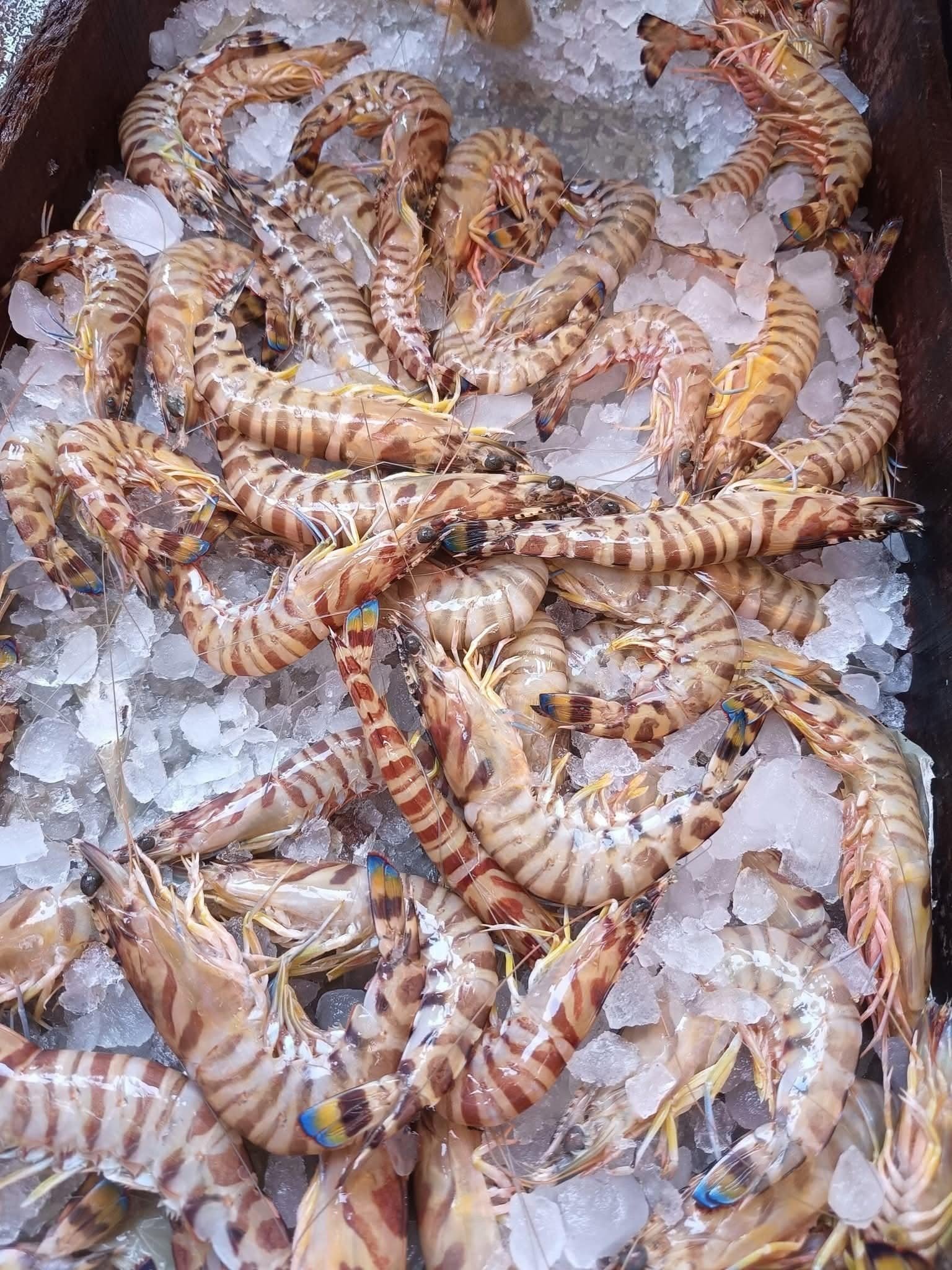 Daily landings at Burullus port